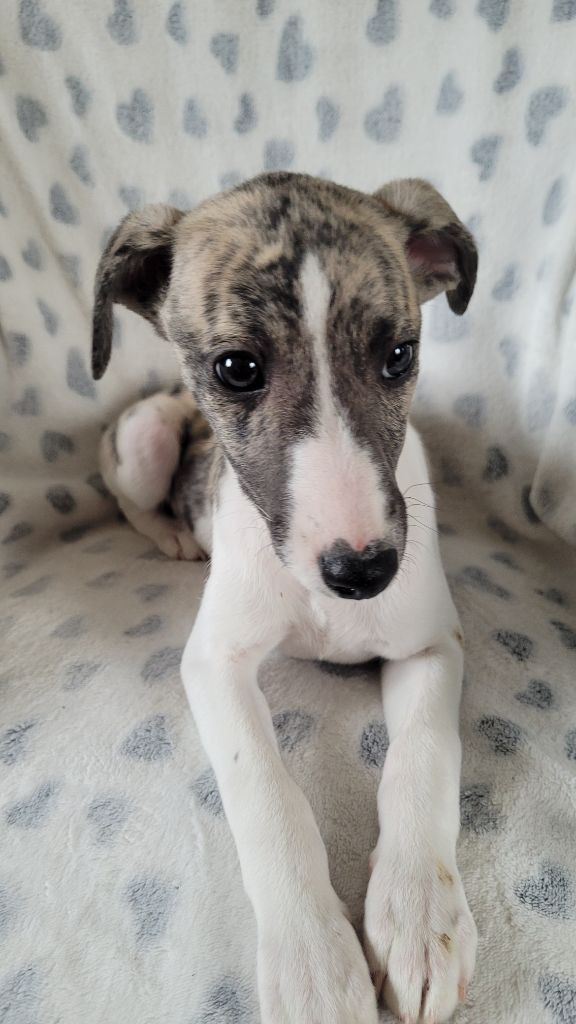 des Sources de l'Ingon - Chiot disponible  - Whippet