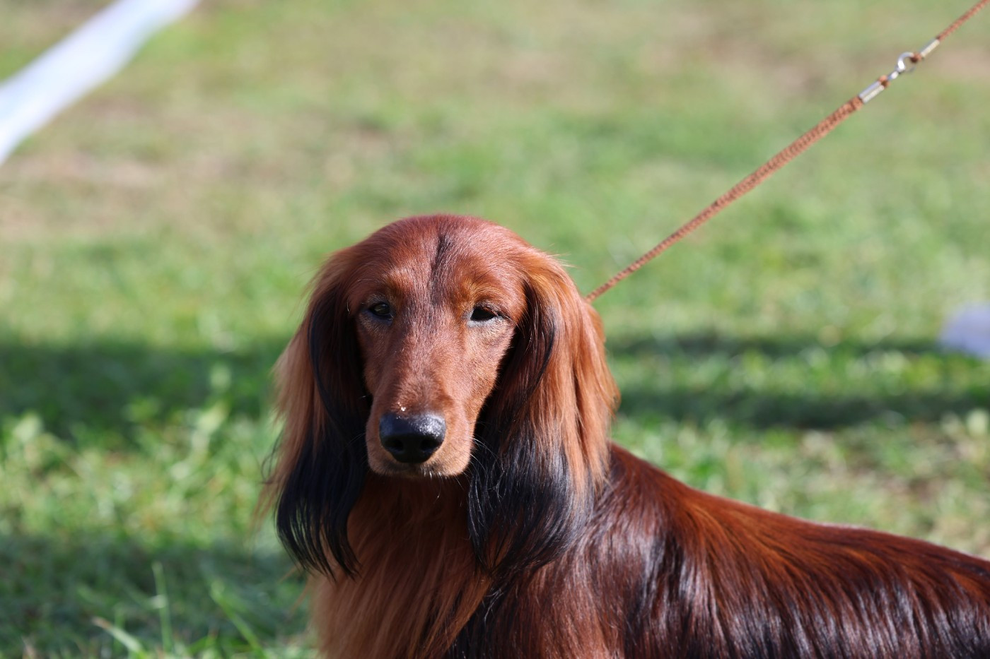 Utzon pongo des Sources de l'Ingon