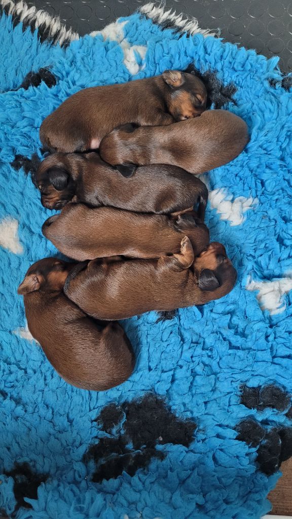  Bébés Thelma et Red Charlie 