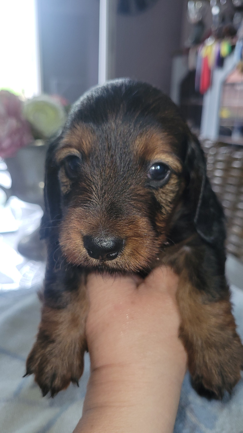 des Sources de l'Ingon - Chiots disponibles - Teckel poil long