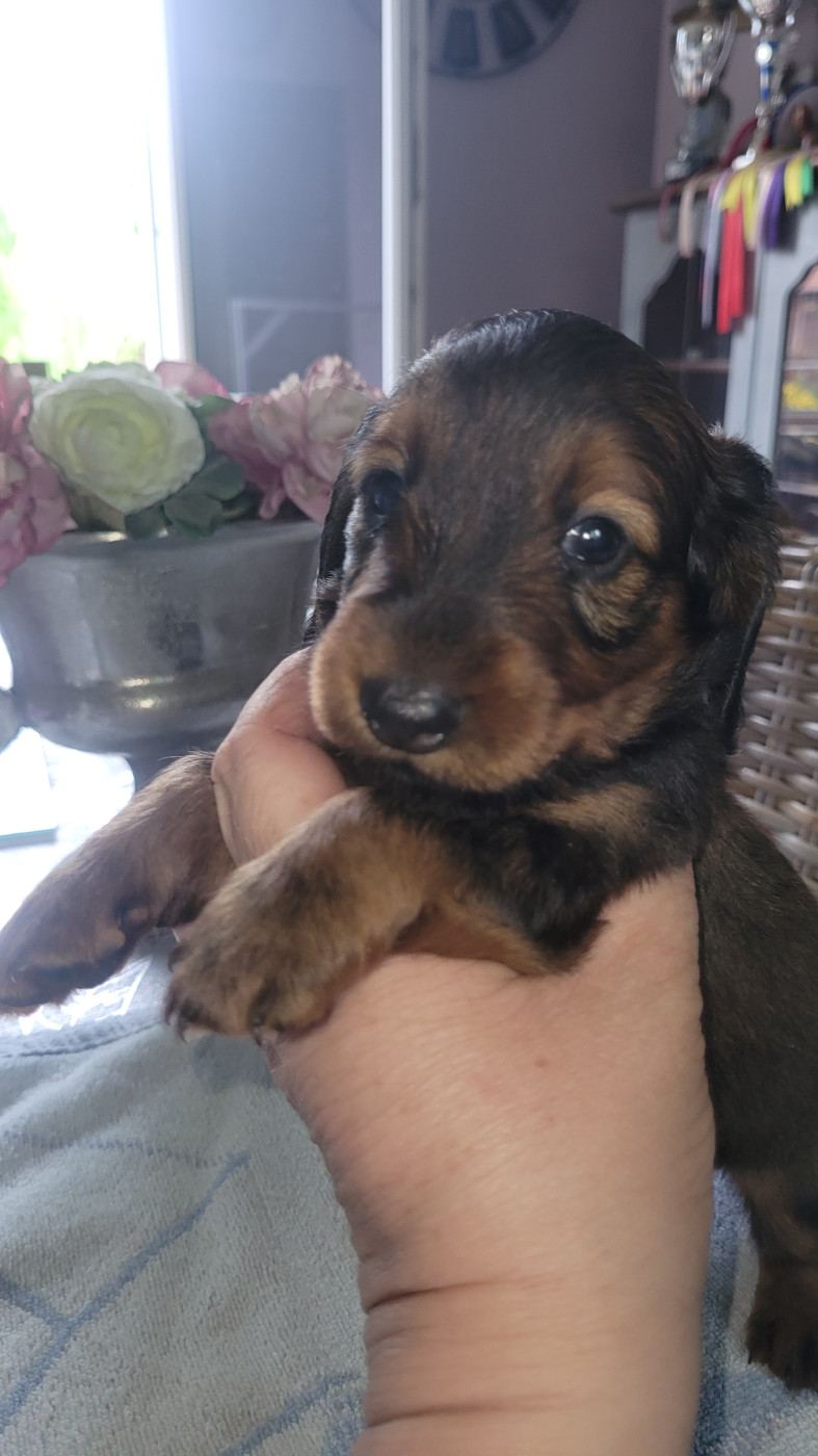 des Sources de l'Ingon - Chiots disponibles - Teckel poil long