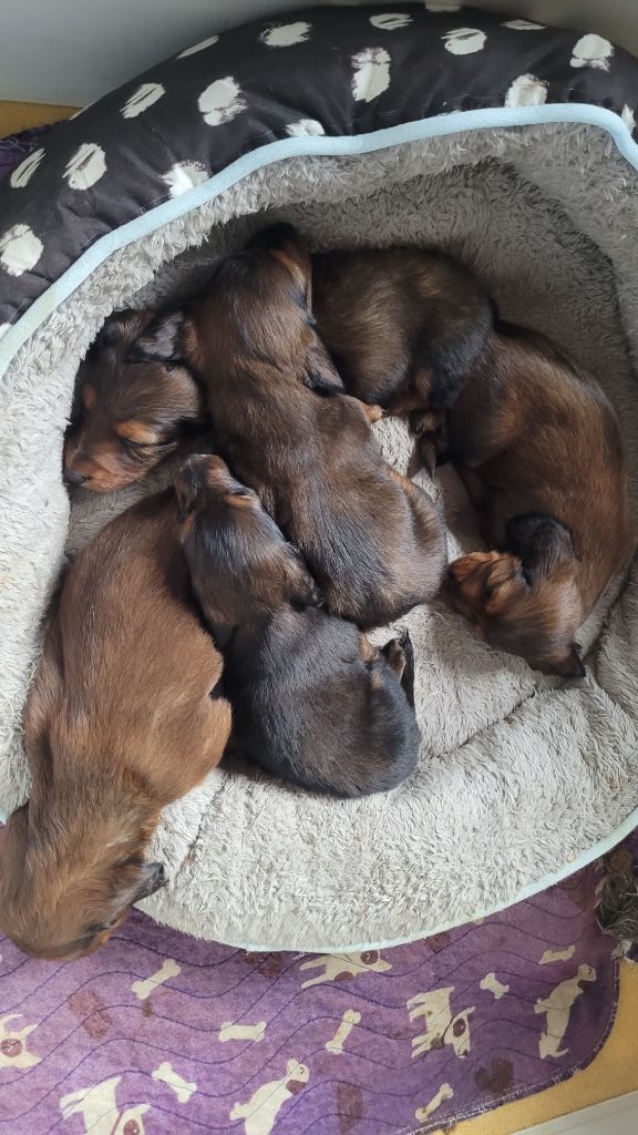 Chiot Teckel poil long des Sources de l'Ingon