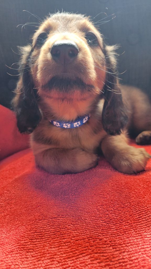 des Sources de l'Ingon - Chiots disponibles - Teckel poil long