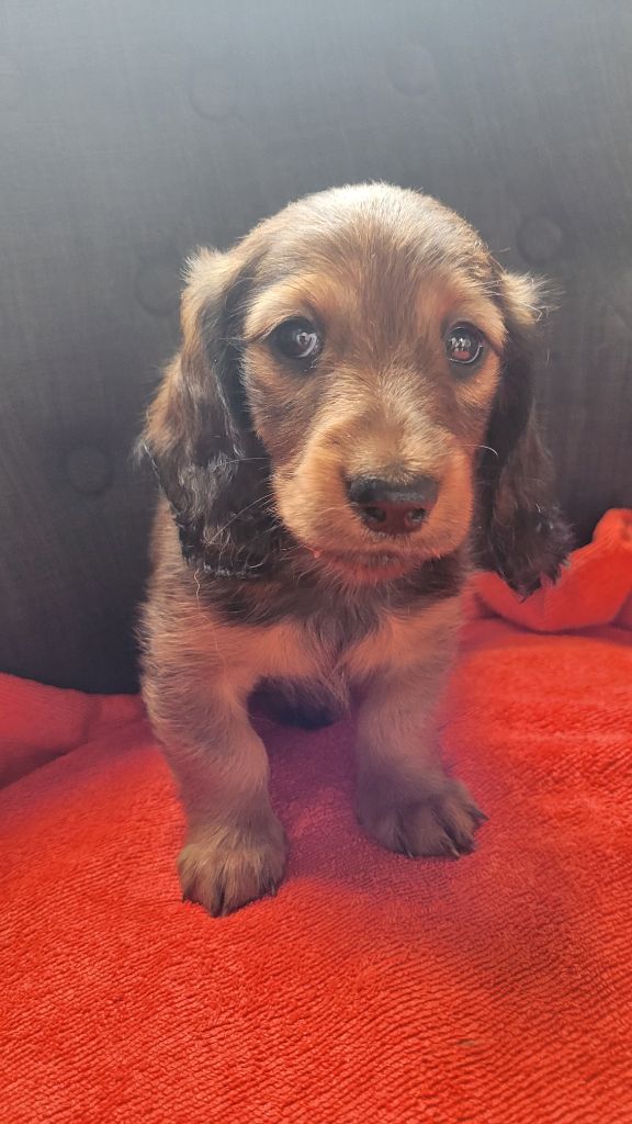 des Sources de l'Ingon - Chiots disponibles - Teckel poil long