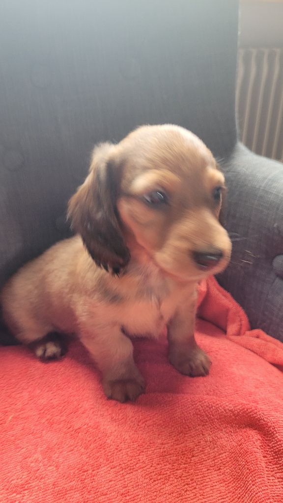 des Sources de l'Ingon - Chiots disponibles - Teckel poil long