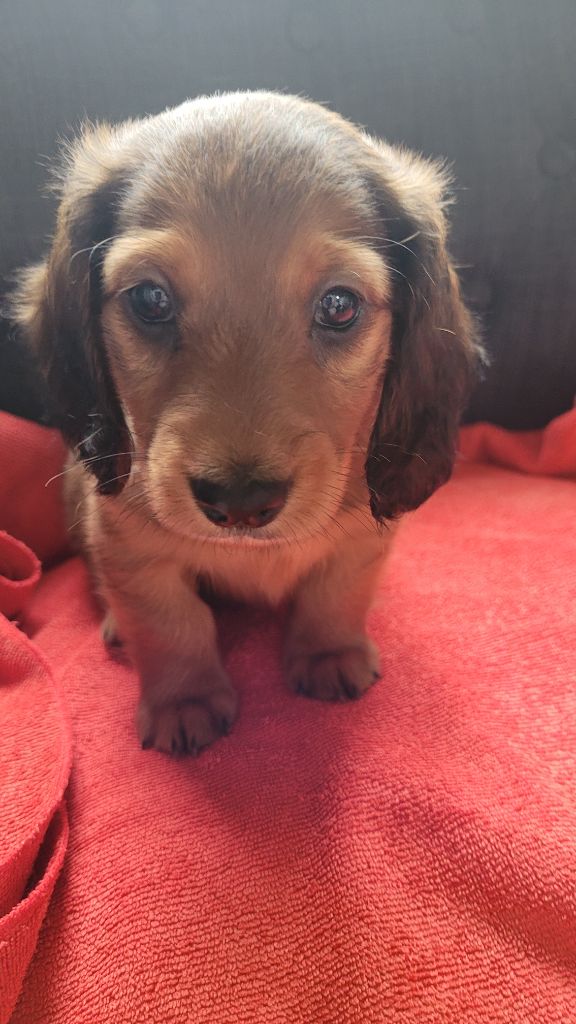 des Sources de l'Ingon - Chiots disponibles - Teckel poil long